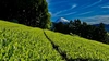 和紅茶 夏摘みべにふうき 50g【農薬・化学肥料不使用】