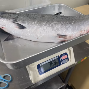 3.5kg【訳あり特価】サクラマス 野締め オマケ付き 