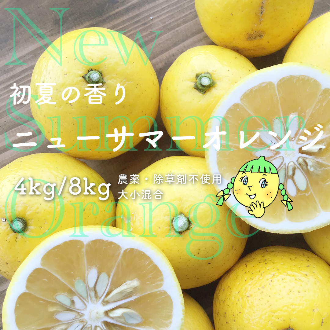 農薬不使用 南伊豆のニューサマーオレンジ 5kg＜箱売り