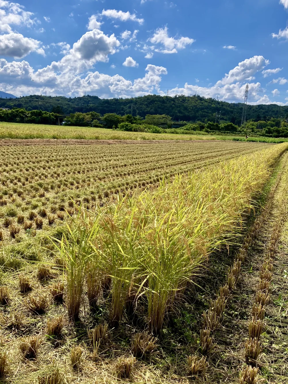 発送開始！新米コシヒカリ☆(令和5年滋賀県産減農薬栽培)