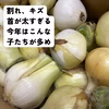 【ちょっぴり訳あり⭕】子どもがパクパク食べちゃう⭕淡路島幻の冬の新たまねぎ
