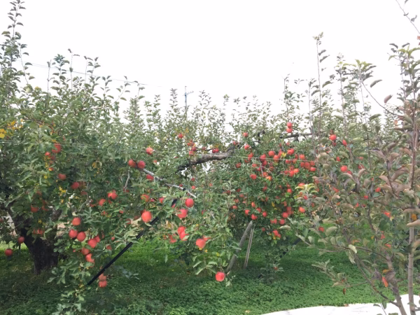 牧野農園