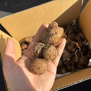 【訳あり】サトイモ『土垂』(3KG)　小さめサイズ