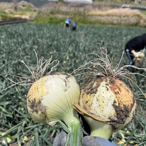 甘シャキ淡路島産新玉ねぎ　5ｷﾛ
