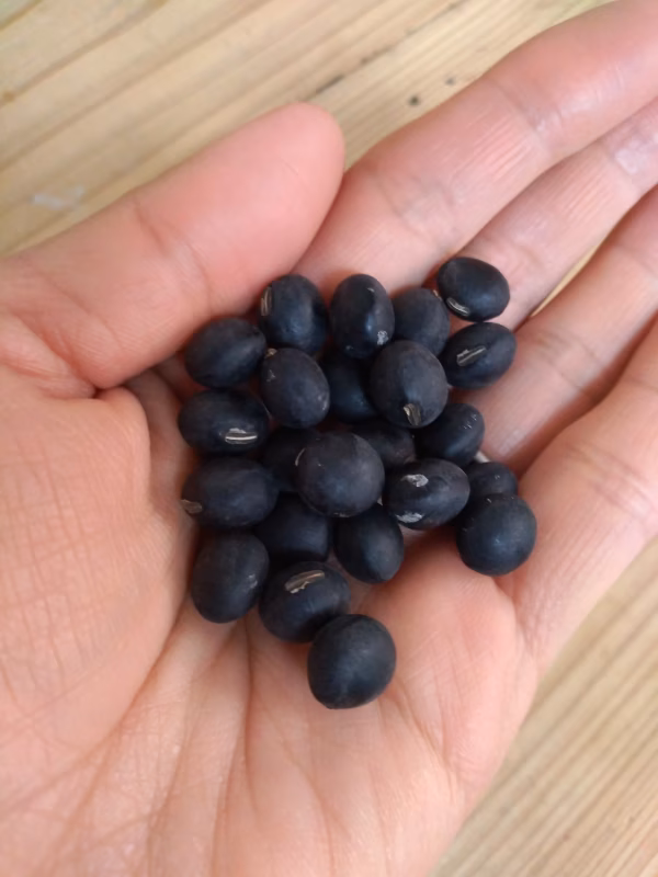 八戸産　丹波黒大豆　1kg