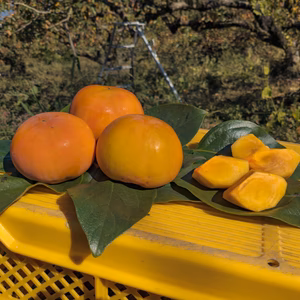 今が旬！甘い甘い『富有柿』2.5Kg（約11個 サイズ：L）