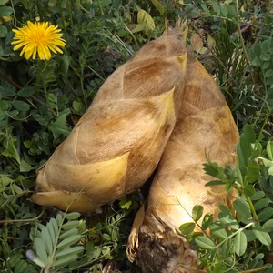 1.5kg  3.0kg＜採れたて＞ 孟宗竹 たけのこ 愛知県産　糠付