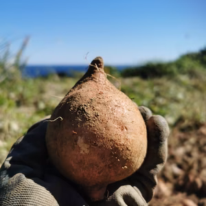 五島直送！潮風 × 火山灰土が育てた熟成島さつまいも『安納芋』