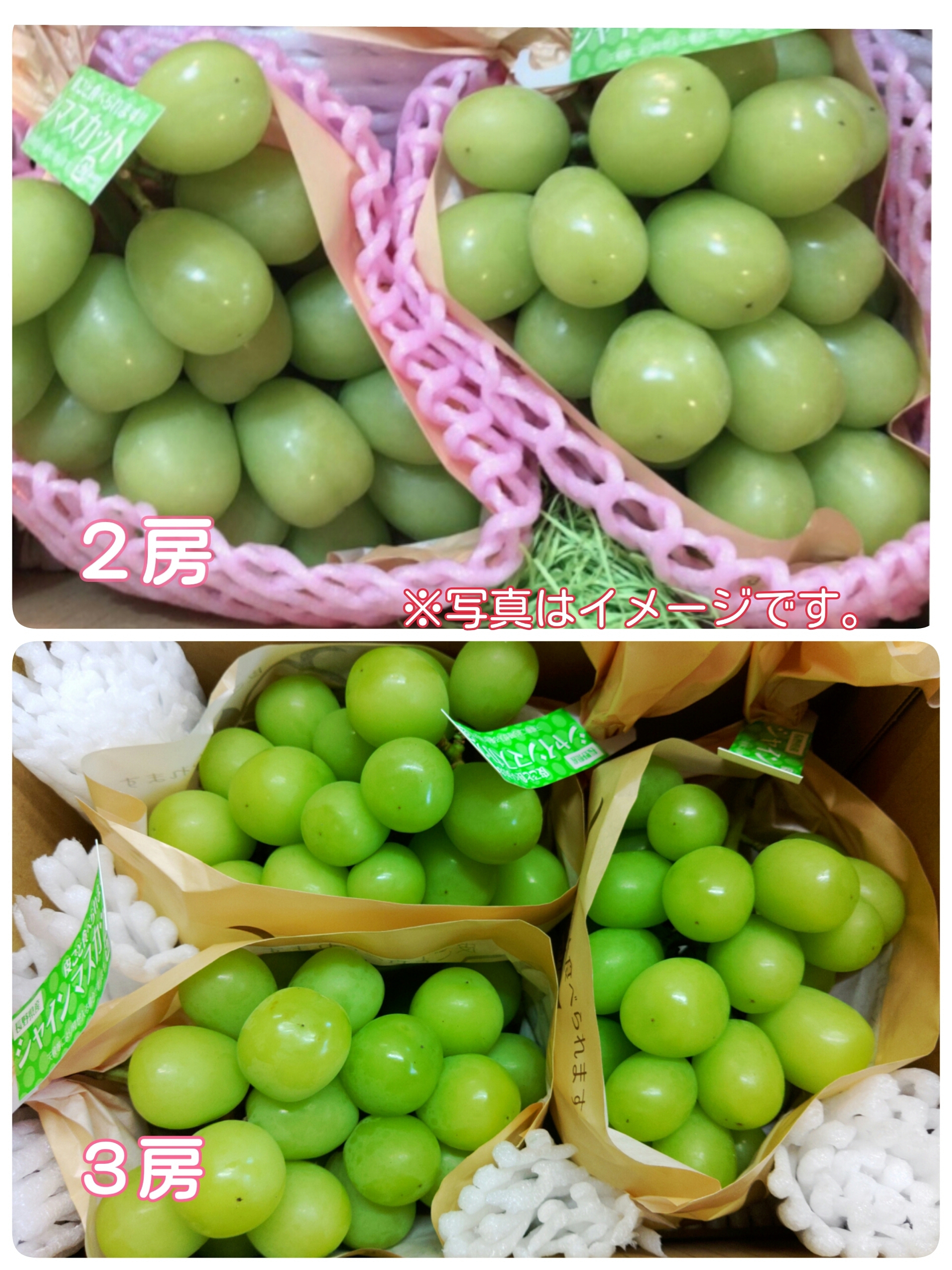 午後収穫分シャインマスカット 長野県産 正味4キロ 10月18日出荷分