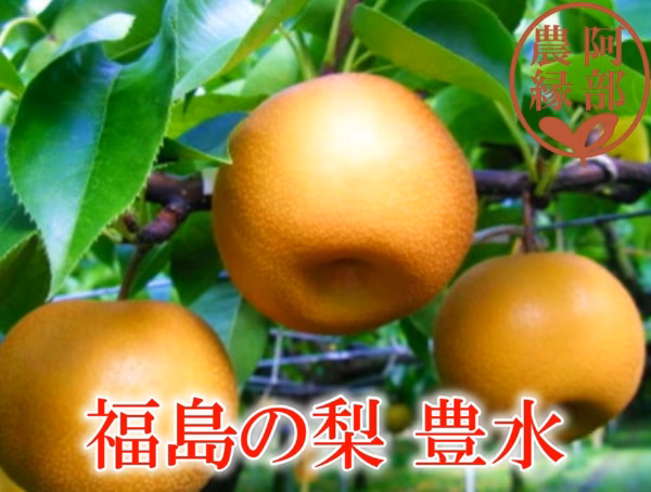 【和梨の予約】福島の完熟梨　豊水　ギフト・贈答用に【9月お届け】