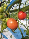 厳選❗4種のトマト3kg【クワトロポルテ】