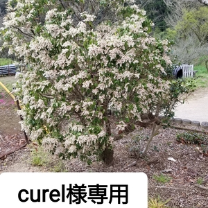 Curel様専用です。