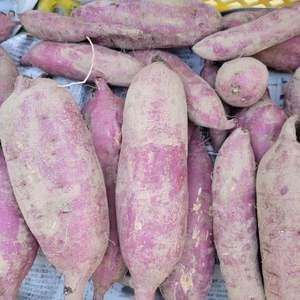 群馬県産　紅はるか　5ｋｇ