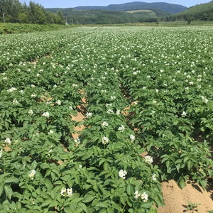 超熟成！5ヶ月！北海道しれとこ斜里産メークイン