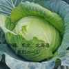 高知県産キャベツ