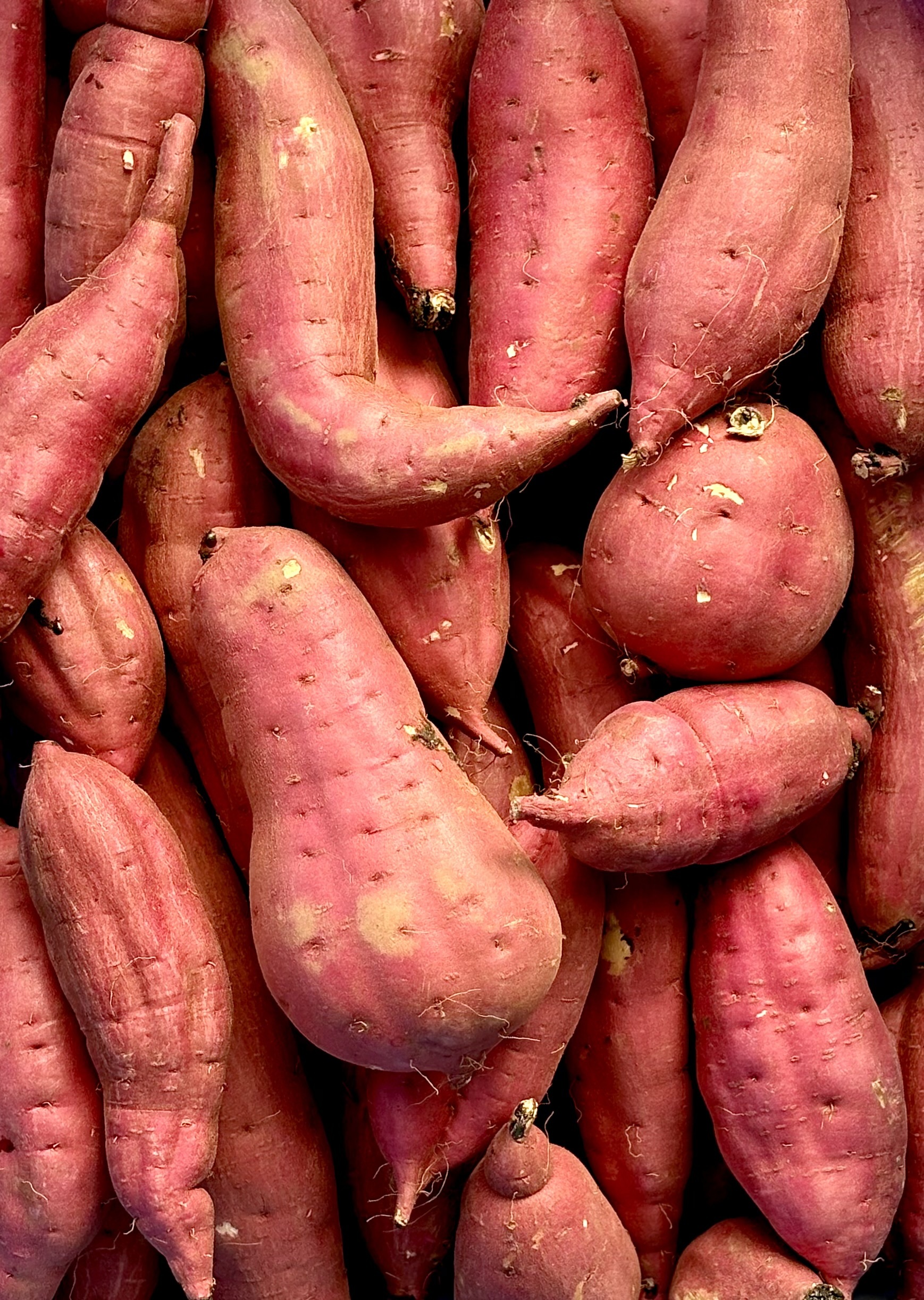 日替わり「さつまいも」2種類セット！色々なサイズ入り 5キロ箱【訳