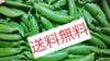 全国送料無料！天っこスナップエンドウ【800ｇ】宅急便コンパクトでお届け