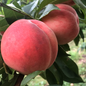 【数量限定】安野農園の「恋する甘さ」あかつき秀品5〜10玉（2kg）