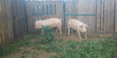 攻めて守る伝統。僕なりの故郷への恩返し