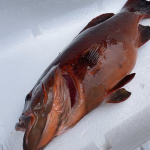 【魚突き】【捕獲動画あり】スジアラ（アカジン）1.8kg 鱗、内臓処理済