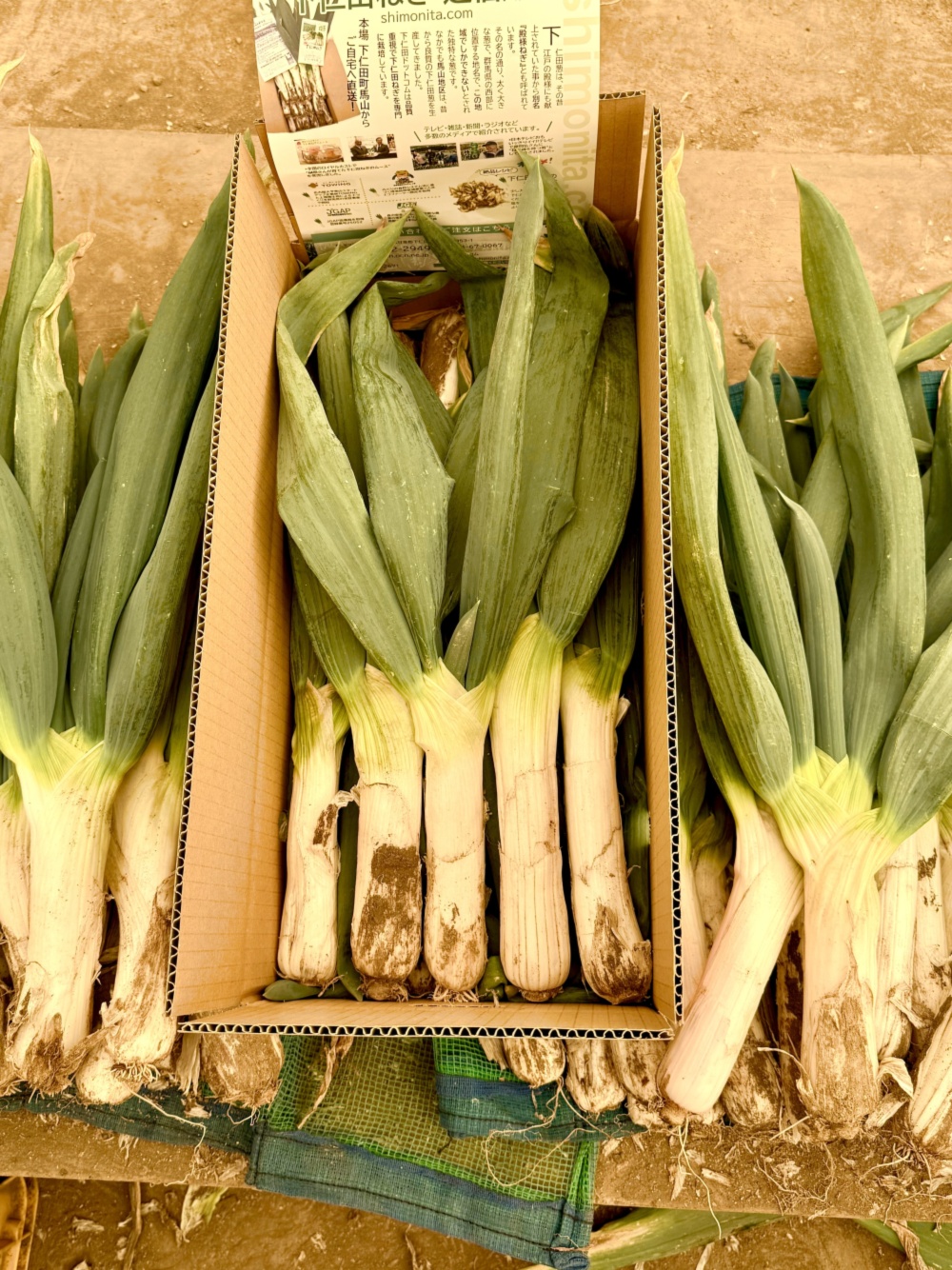 福岡県産ネギ苗500本