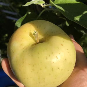 青森県産りんご　トキ　家庭用