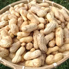 『生落花生 おおまさり 2kg（Sサイズ）』茹で落花生に最適　南房総産