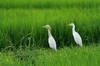 特別栽培米コシヒカリ玄米2kg　低農薬（80％以上削減）