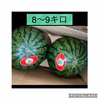 農家直送！三浦市産大玉スイカ8〜9キロ２玉入り