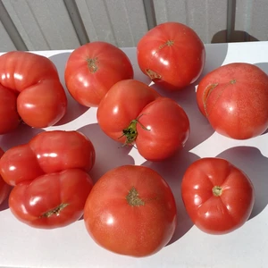  【訳あり】２.5ｋｇ（１０～13玉 大小様々）　　ツゲさんちのうまかトマト