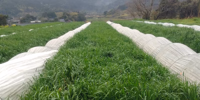 草生栽培で過去最高のかぼちゃができるかも？