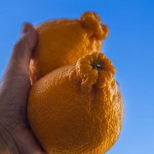 数量限定! 和歌山県産 訳あり でこぽん デコポン  不知火 甘い 