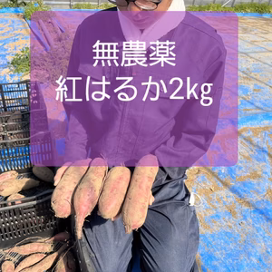 さつま芋紅はるか2㎏　無農薬