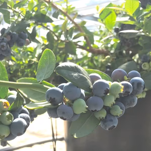 生果実ブルーベリー数量限定！3品種食べ比べパック 500ｇ 磐田産★5月中旬発送