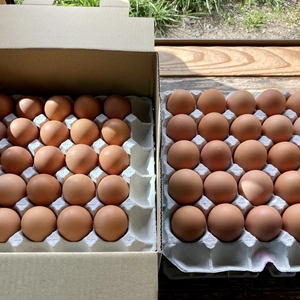 河内山養鶏場の卵（Lサイズ50個）