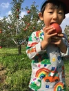 【家庭用】訳あり ツルワレ サンふじ 約3kg 信州りんご 