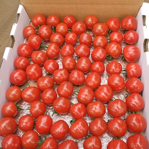 プチぷよは別枠で出品しております　申し訳ないございません