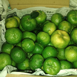 フルーツシークヮーサー（２kg）