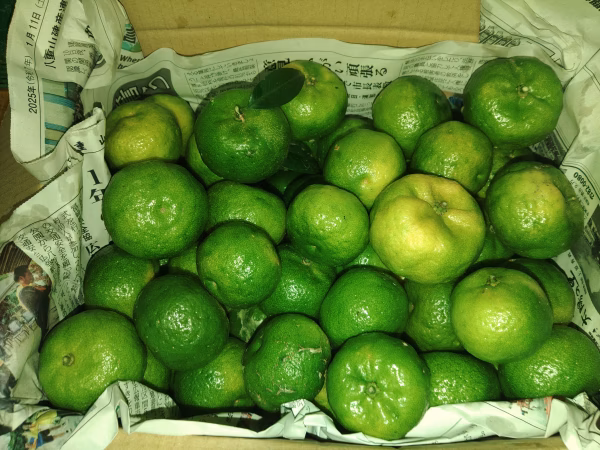 フルーツシークヮーサー（２kg）