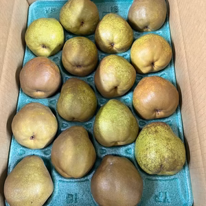 超農薬削減栽培❗️ラ•フランス5キロ12-18玉　良品