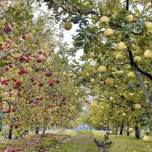 まるごとガブリっ！奥州ロマン☆小玉・食べきりサイズりんご岩手江刺産