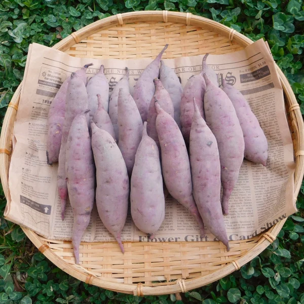 自然栽培さつま芋紅はるか小サイズ - 野菜