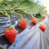 4P入り　完熟　香り高いさちのか　苺