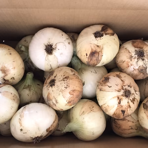 新玉令和8年淡路島産極早生新玉ねぎ　　5キロ