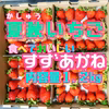 食べて美味しい！夏秋いちご「すずあかね」【内容量約１.２キロ】