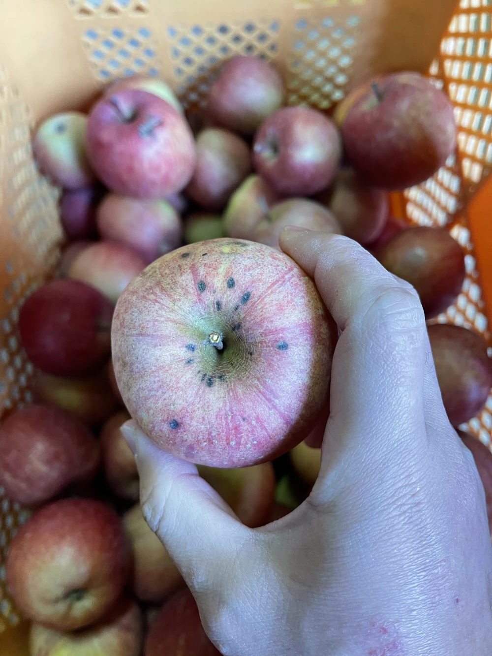小玉傷物企画☆サンふじバラ詰めお買い得☆ご家庭用