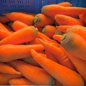 高知県産　人参