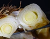今が旬「新里ねぎ」 泥付き 3kg GIマーク取得のブランド野菜