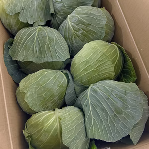 常温便　今が旬！湖国のキャベツ