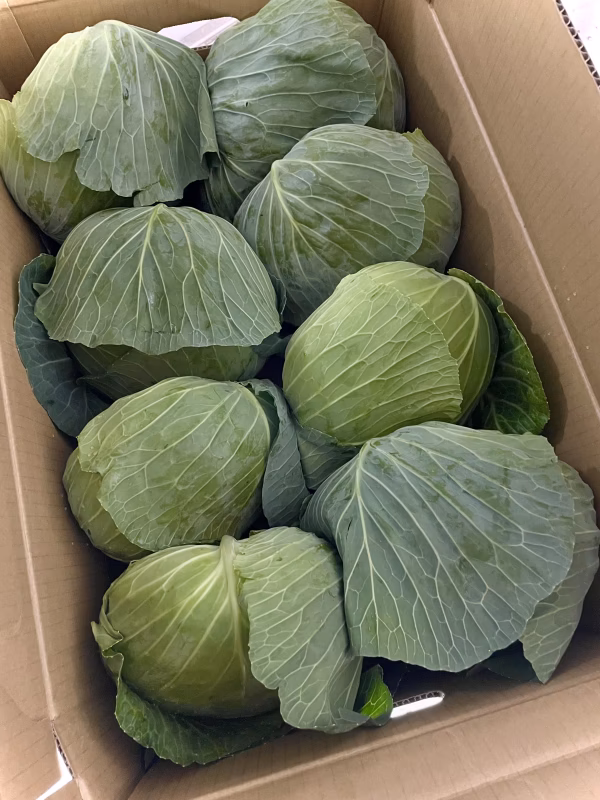 常温便　今が旬！湖国のキャベツ